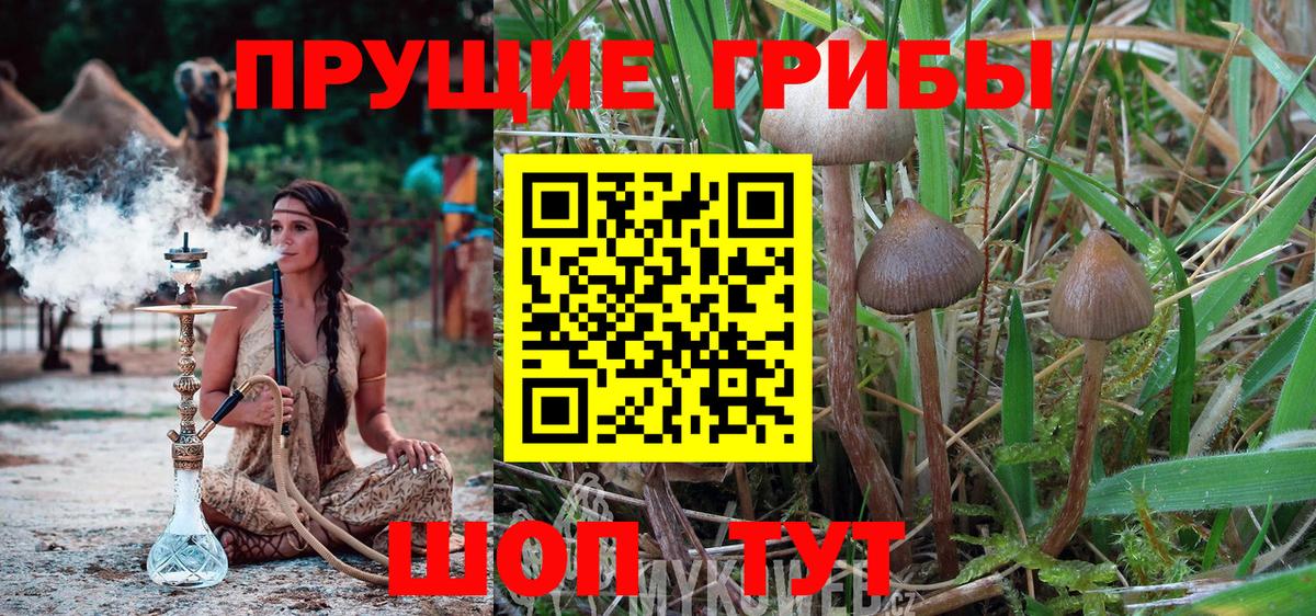 Псилоцибиновые грибы мицелий Салехард